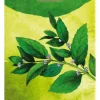 Bio Dark Chocolate 70 % Cocoa with Mint