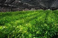 Bio Gen Chou Matcha von Nakanishi San