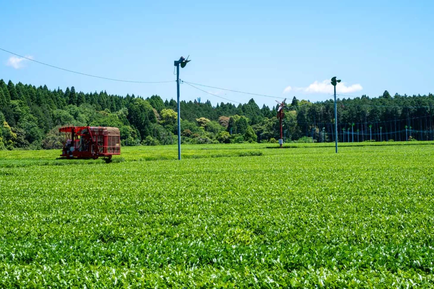 Bio Kirishima Miyama Houjicha