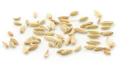 Fenchel grün Kräutertee