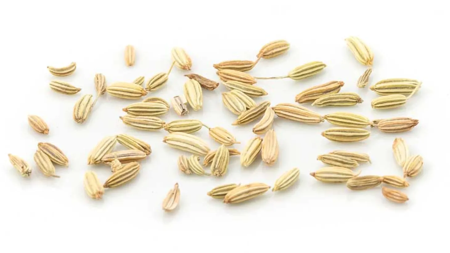 Fenchel grün Kräutertee