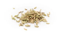 Fenchel grün Kräutertee