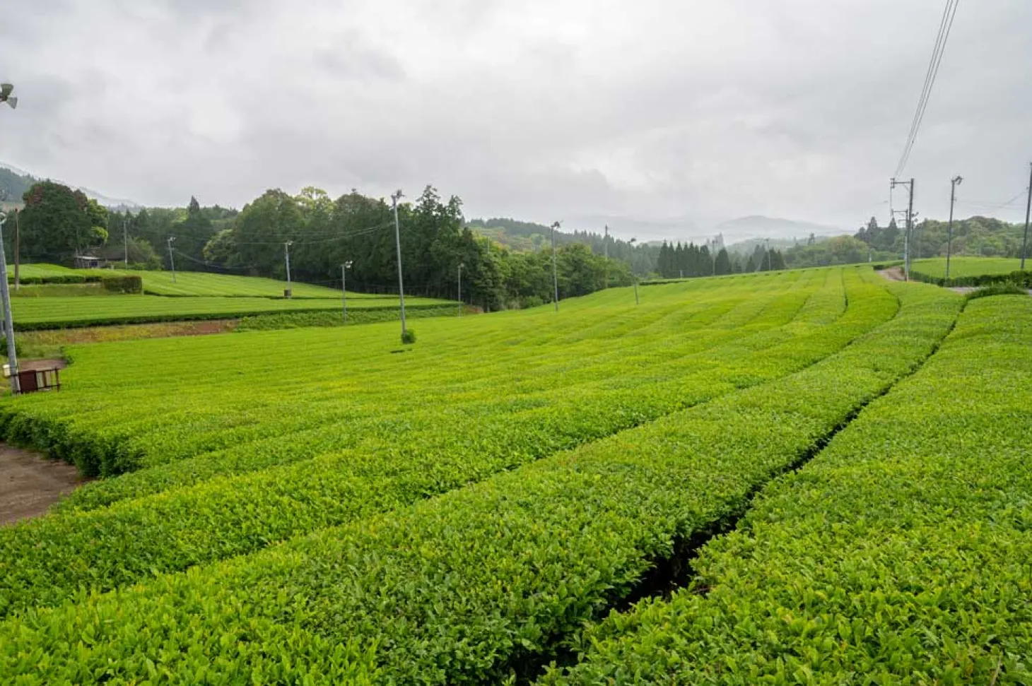 Sakura-No Sencha von Familie Matsumoto aus Kumamoto